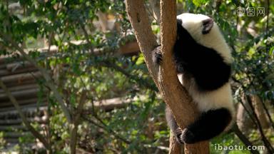 熊猫幼崽巨大的公园